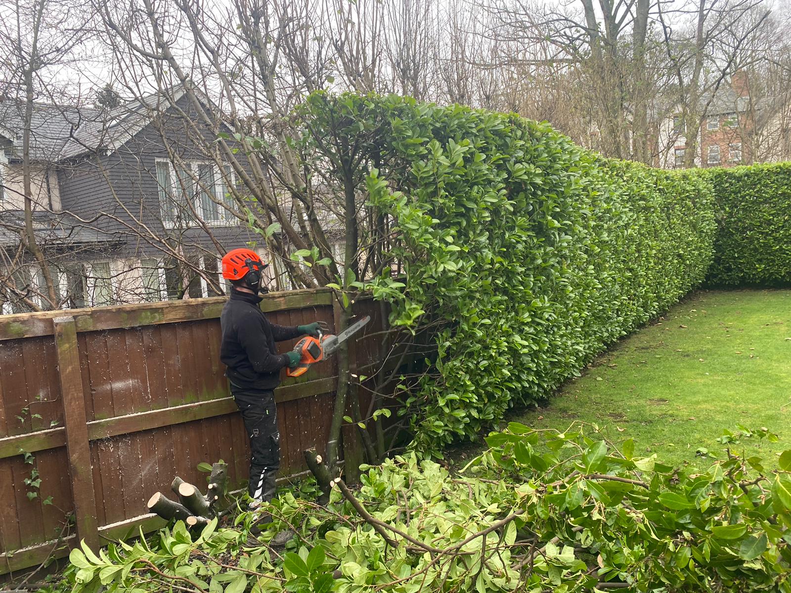Hedge Removal in Ballymena