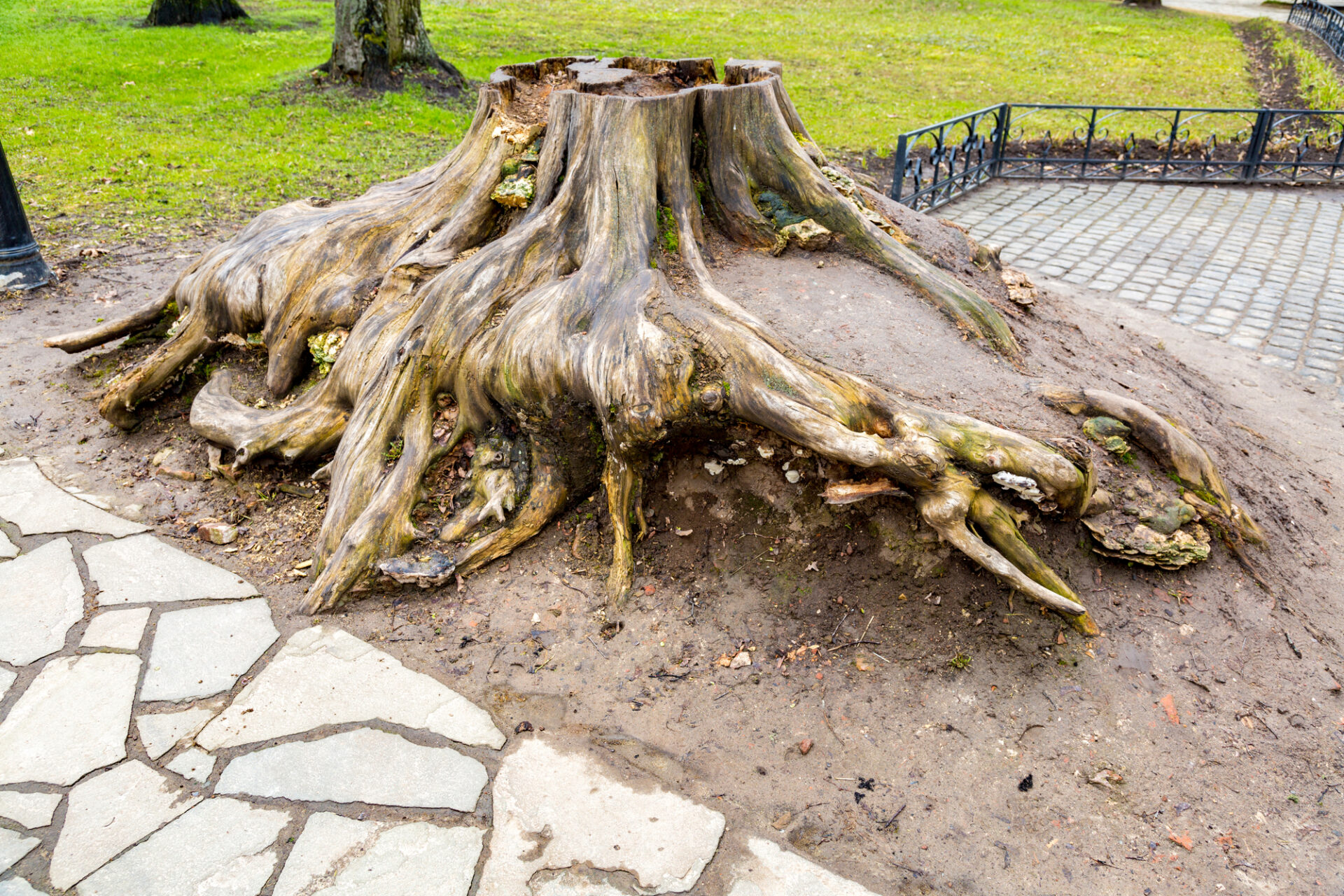 Stump Removal in Derry