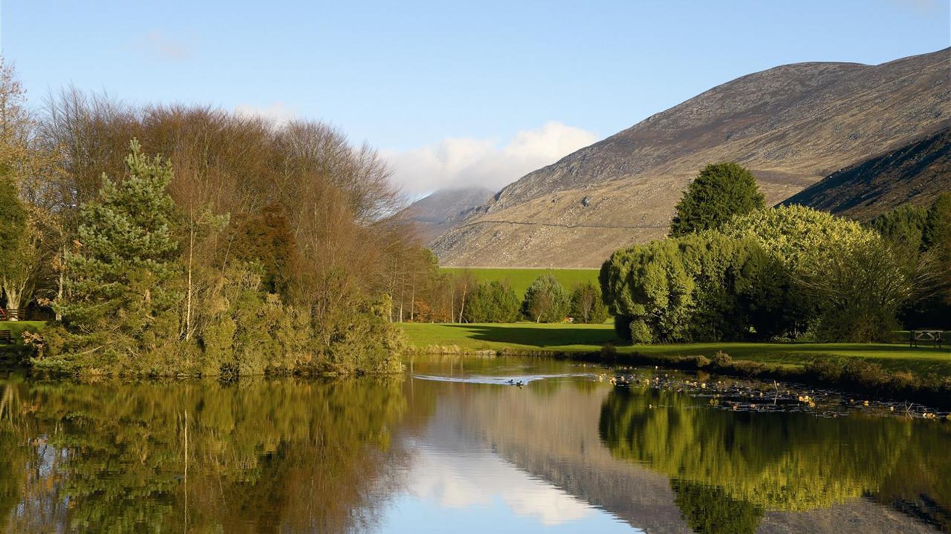 Tree Surgeon Newry