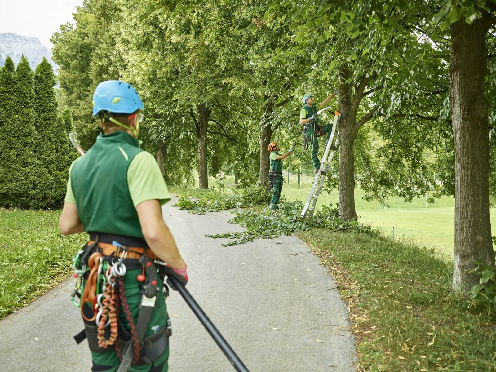 Tree Pruning in Derry