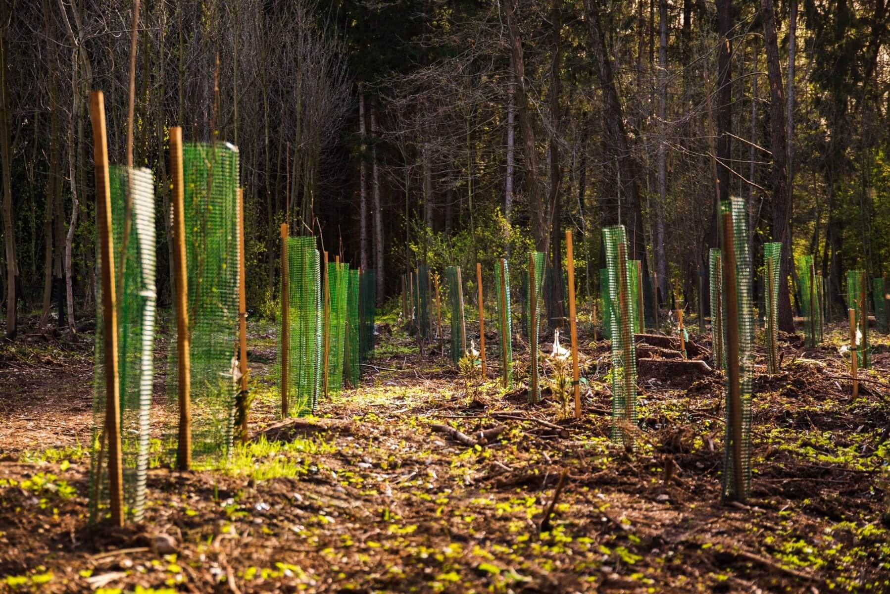 Tree Planting in Belfast