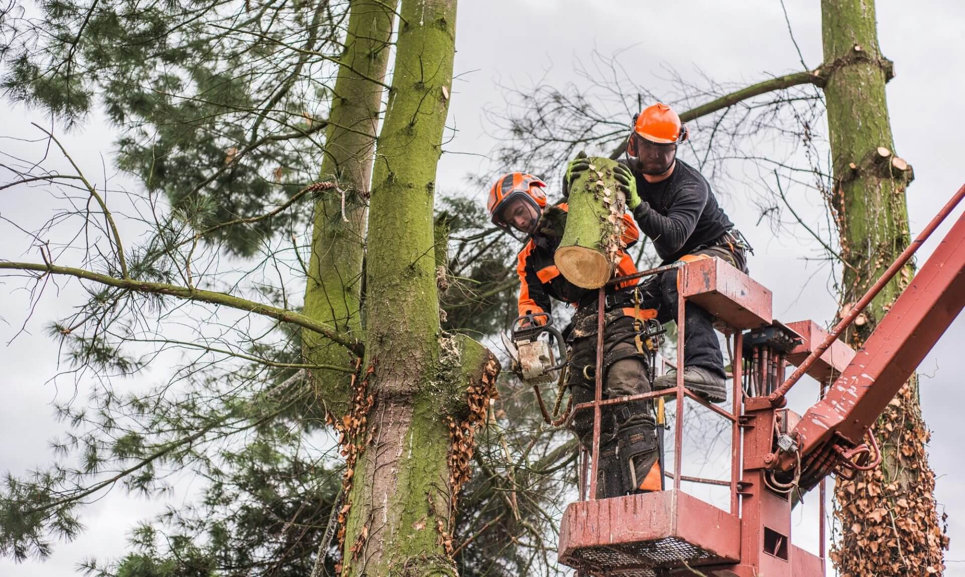 Tree Cutting in Derry